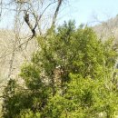 수류화개 | 꽃이 작아도 꽃향기 짙으니 불이무인이불방 不以無人而不芳, 곧 봄이다!