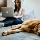 페로페라 동물병원 이미지