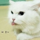 우리집 야옹이 이미지