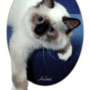 버마 고양이[Birman Cat] 이미지