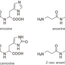 10. 시판 참치캔의 2-oxo-imidazole dipeptide의 정량 이미지