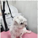 강아지 미용실 이미지