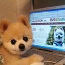 예쁜강아지 네이버블로그