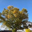 삼가1통마을회관 | 보은동헌 은행나무 단풍 삼산공원 보은성당 가을 풍경