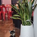 일석삼조포차 이미지