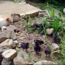 우리집 야옹이 이미지