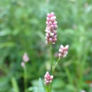 Pound Mtn, Harriman State Park (08/21/24) 이미지