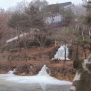꿈꾸는 나무들
