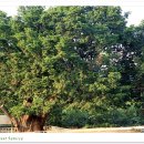 종로-종로-종로-종-314 이미지