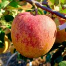 세영농장 이미지