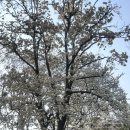 멍이올래 이미지