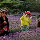 여락송정로 이미지