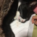 맥동물병원 이미지