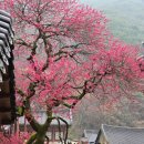 송광사&벚꽃길 이미지