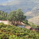 와인과 세계문화 이미지