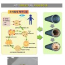 에코시스주