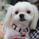 복실이네 애견 네이버블로그