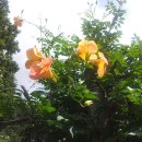 부용농장 이미지