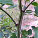 해마루촌60 이미지