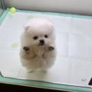 미유펫 강아지분양 고양이분양 전주점 이미지