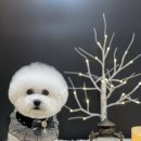 스케치독 이미지