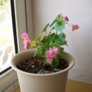 흥전초등학교 이미지