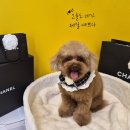 몽실몽실애견미용 | [공지] 수원역 고등동 애견 미용실 퍼피야놀자 뷰티 쌀롱