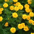 메리골드 이미지