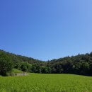 법전로 | 미세먼지없는 날 약도라지밭