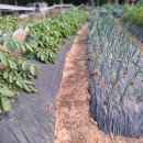 다마내기 이미지