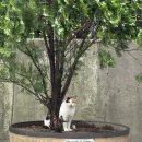 죽전더차오 | 더워도 너무 더운 주간일기