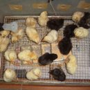 홍순농장 이미지