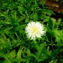 상노 1리 이미지