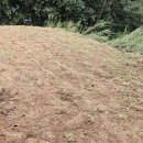 자연장지 | 묘지이장안식처#283 포천 개장 작업과 자연장지 잔디 식재 후기