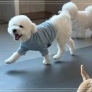 강아지 호텔 이미지