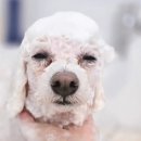 멈머링(mummuring) 이미지