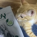 케어라이프코리아(주) | 기호성 오지는 오아지 라이프 스테이지 건식사료 (키튼) 후기