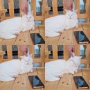 랙돌카페냐옹 이미지