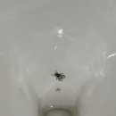 풍차 화장실 이미지