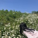 씨유(CU) 대구도동타운점 | 대구여행/철만난맛고기/이곡공원/장미축제/진밭골공원/데이지꽃/상해루상견례 후기/대구그랜드호텔 후기