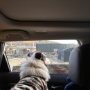 포메리카노 이미지