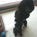 뷰티펫 하우스 이미지