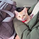 서울동물의료센터 이미지