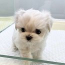 더케이펫 강아지분양 네이버블로그