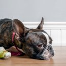 서울앤 동물병원 이미지