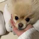 서부축산물구이촌