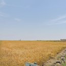 제15회 하남예술제 | 15회 가파도 청보리축제