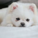 엄마표 수제간식 만들기 이미지