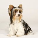 두테리어 이미지