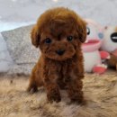 성장 | 부천 신흥동강아지분양, 우리 집에 찾아온 행복
